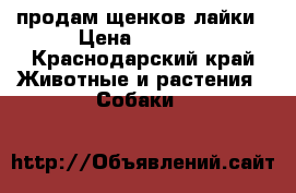продам щенков лайки › Цена ­ 3 000 - Краснодарский край Животные и растения » Собаки   